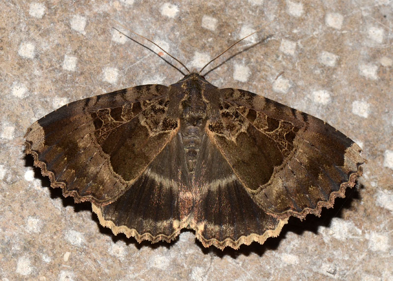 Mormo maura, Noctuidae